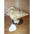 Nice shell lamp on wooden stand