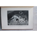 The Natural History of South African : Mammals Vol. 2 by F.W. Fitzsimons