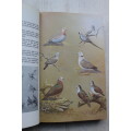 The Doves, Parrots, Louries and Cuckoos of Southern Africa - M.K. Rowan