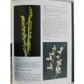 Wild orchids of Southern Africa - Joyce Stewart et al