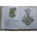 HERBS A connoisseur`s guide - Fleming