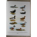 Birds of Southern Africa, The Sasol Plates Collection