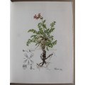 Pelargoniums of Southern Africa - J J A van der Walt