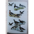 Wildfowl - An identification guide to the duck, geese & swans of the world