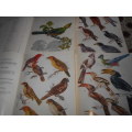 Krugerwildtuin & Ander Nasionale  Voels And Birds Afr/Eng  Set of 4 Volumes
