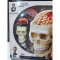 Jeronimo 4D Human Anatomy - Cranial Nerve Skull