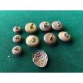 SA PRISONS BRASS BUTTONS X 9 & ONE COLLAR