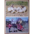 Postcards Ostrich Chicks/Racing x 3 - Vintage unused