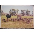 Postcards Ostrich Chicks/Racing x 3 - Vintage unused