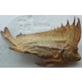 Fish Specimen - Smooth Horsefish - 50cm Size