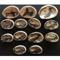 Seashells x 26 - With Wooden Sea Animals - Ornaments