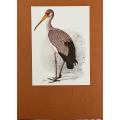 The Bird Paintings of C.G. Finch-Davies