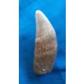 SPERM WHALE TOOTH