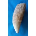 SPERM WHALE TOOTH