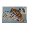 1987 - RSA Beetles -  Maximum Cards