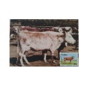 1987 - Ciskei Nkone Cattle -  Maximum Cards