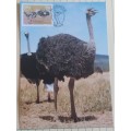 1985 -  SWA Ostrich Maximum Card - 17
