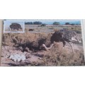 1985 -  SWA Ostrich Maximum Card - 15