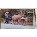 Vintage Unused Postcard - China -  Chinese Peasantand Water Buffalo