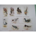 CIGARETTE CARDS - JOHN PLAYER  & SONS - GRANDEE BRITISH BIRDS -  9 CARDS