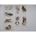 CIGARETTE CARDS - JOHN PLAYER  & SONS - GRANDEE BRITISH BIRDS -  8 CARDS