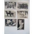 CIGARETTE CARDS /  SENIOR SERVICE - DOGS  LOT OF 6 PHOTOGRAPH CARDS
