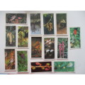 CIGARETTE CARDS - BROOKE BOND OXO  WOODLAND WILDLIFE - 14 CARDS