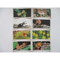 CIGARETTE CARDS -  WOODLAND WILDLIFE - BROOKE BOND OXO -  LOT OF 8 CARDS