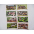 CIGARETTE CARDS - WONDERS OF WILDLIFE - LOT OF  8 CARDS