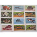 CIGARETTE CARDS - WONDERS OF WILDLIFE - LOT OF 12 CARDS