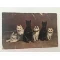 VINTAGE TO ANTIQUE POSTCARD - CATS AND DOGS