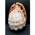 ** STUNNING: 1900s Art Nouveau Handcarved Cameo Scene Conch Shell (19cm x 12cm).**