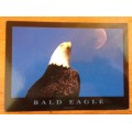 POSTCARD POST CARD BALD EAGLE BIRD of PREY PYRAMID ENGLAND AMERICAN USA PLANET EARTH COLLECTION.