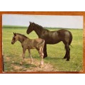 POSTCARD POST CARD GERMANY HORSEFOAL PADDOCKS MARE NETHERLANDS 1988 NEW GERMANY SOUTH AFRICA.