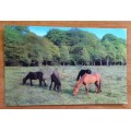 POSTCARD POST CARD GREAT BRITAIN HORSE NEW FOREST PONIES TREES ENGLAND.