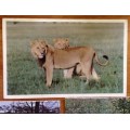 POSTCARD x 7 POST CARDS LIONESSESLIONESS KRUGER NATIONAL PARK RHODESIA and NYASALAND S.A.R.