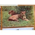 POSTCARD x 7 POST CARDS LIONESSESLIONESS KRUGER NATIONAL PARK RHODESIA and NYASALAND S.A.R.
