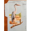 SOUTH AFRICAN POST OFFICE=AEROGRAM=FOREIGN POSTAGE PAID=UNUSED=BIRD=GREY HERON=2002=EXCL. S. AFRICA.