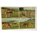 POSTCARD POST CARD GREAT BRITAIN HORSE DARTMOOR PONIES TREES ENGLAND.