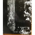 POSTCARD POST CARD BRACKENHILL FALLS KNYSNA AREA WITELSRIVIER NOETSIE RIVER BLACK + WHITE REAL PHOTO