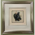 STUNNING VINTAGE AFRICAN GREY PARROT PRINT Glass covering THE COMMON GREY PARROT PSITTACUS CRYTHACUS