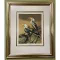 AWESOME REDBILLED HORNBILLS SIGNED LIMITED EDITION PRINT 287/350 RAY HARRIS-CHING NEW ZEALAND ARTIST