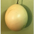 OSTRICH EGG PAINTED with a HANGING CHAIN.