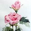 Stella Beurick (SA Artist) - WATER COLOUR PAINTING OF ROSES. Framed. 48 x 38 cm. Cherry wood Frame.
