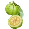 Garcinia cambogia - CNT LABS