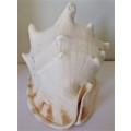 Queen Helmet Horned Conch Seashell