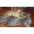 PETS AT PLAY COMFORT BLANKET