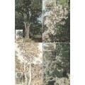 CISKEI 1983 INDIGENOUS TREES MAXI CARD SET #04 (MORE BELOW)