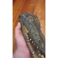 Vintage crocodile taxidermist head