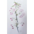 A GORGEOUS FLORAL STILL LIVE WATERCOLOR BY SERENA SHAW FOR THAT COUNTRY FEEL IN YOUR HOME.